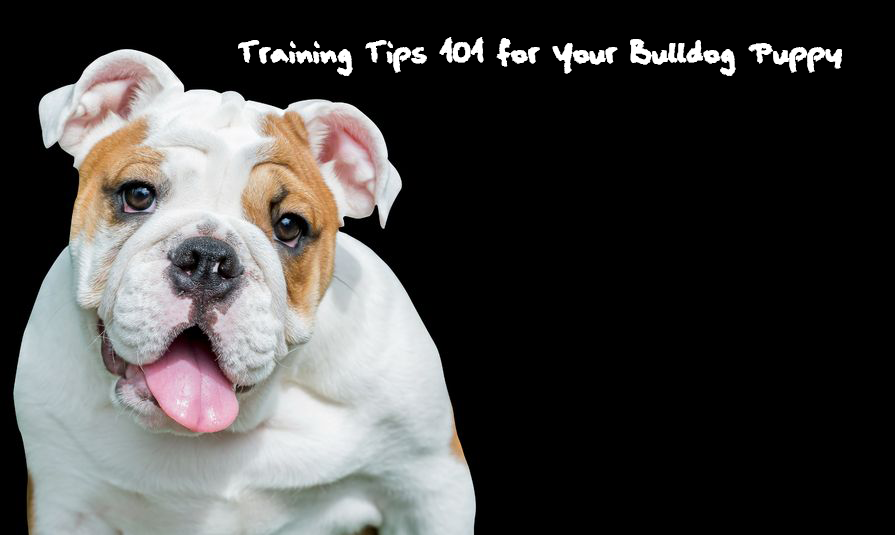 bulldog english puppy train training bulldogs text dog