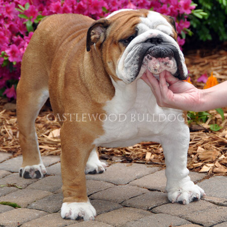 This is a photo of Henry Castlewood English bulldog breeders stud