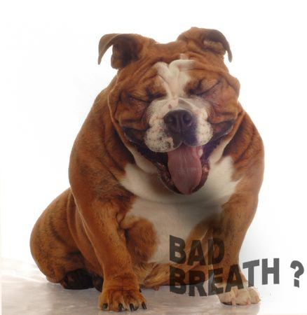 Does your bulldog have bad breath? Try 