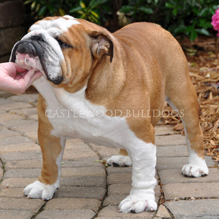 This is a photo of Henry English Bulldog stud from Castlewood English bulldog breeders