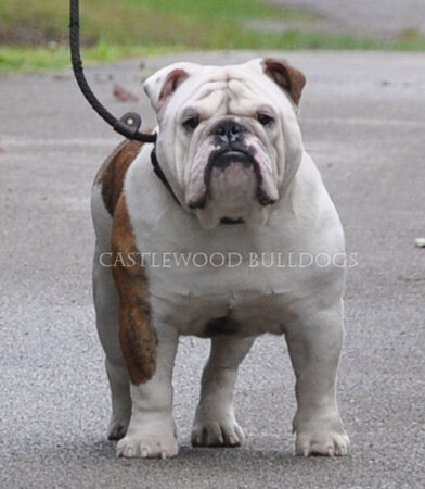 This is a photo of Fabio from Castlewood English Bulldog Breeders