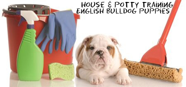 house train a English bulldog puppy 