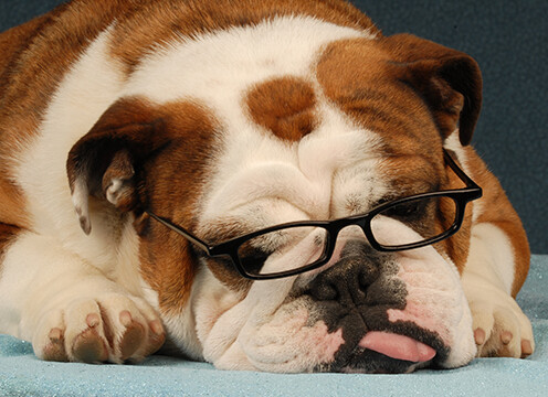 10 interesting facts about Bulldogs 